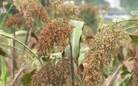 西南地区高粱成熟 机械化收割节本增效